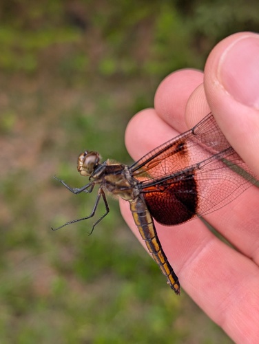 Widow Skimmer