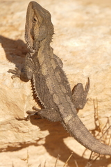 Pogona minor