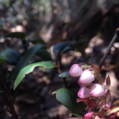 Gaultheria erecta