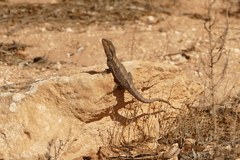 Pogona minor