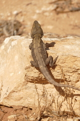 Pogona minor