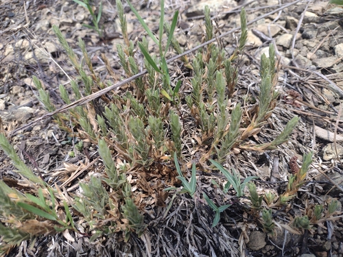 Cerastium velutinum, photograph 5