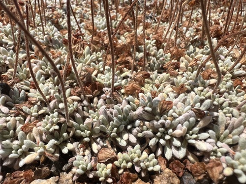 Eriogonum caespitosum, photograph 3