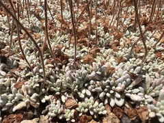 Eriogonum caespitosum, photograph (c) Steve Matson, some rights reserved (CC BY)