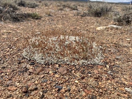 Eriogonum caespitosum, photograph 4