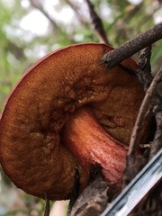 Boletus barragensis
