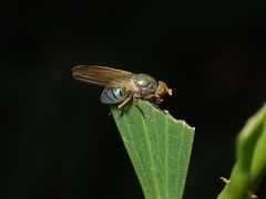 Lauxaniinae