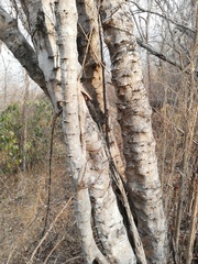 Piptadenia retusa
