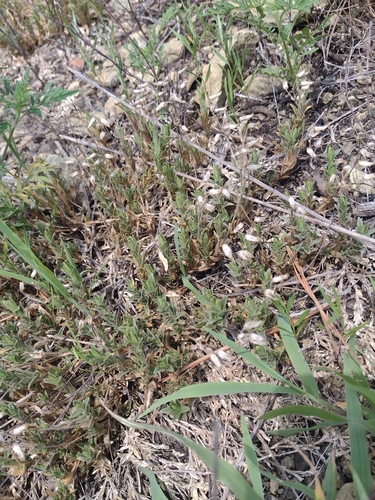 Cerastium velutinum, photograph 3