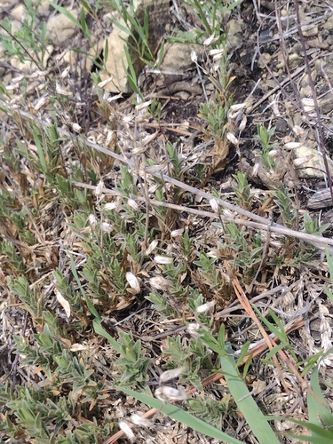 Cerastium velutinum, photograph 4