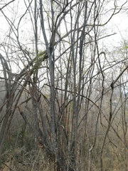 Piptadenia retusa
