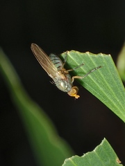 Lauxaniinae
