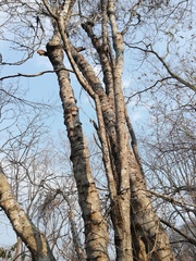 Piptadenia retusa