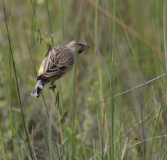 Crithagra atrogularis impigra