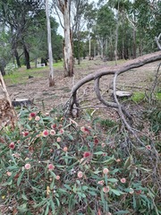 Hakea laurina