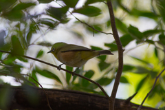 Zosterops pallidus