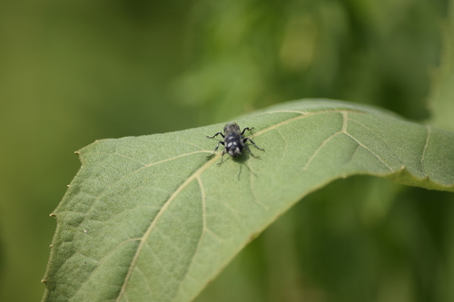 Astata, 2026-07-19