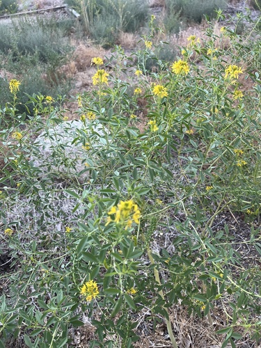 Cleomella lutea, photograph 5