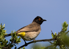 Pycnonotus nigricans superior