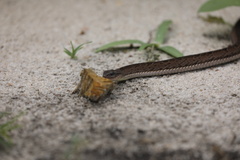 Causus lichtensteinii