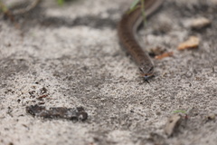 Causus lichtensteinii