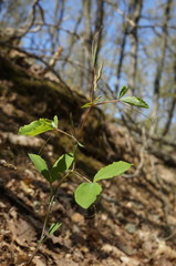 Lathyrus rotundifolius