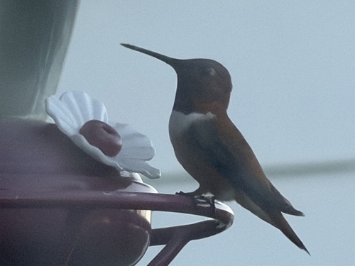 Rufous Hummingbird