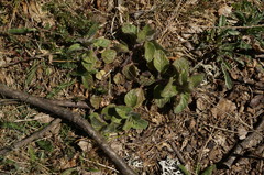 Clinopodium caucasicum