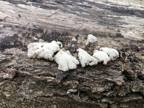 splitgill mushroom