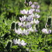 Chick Lupine - Photo (c) sea-kangaroo, some rights reserved (CC BY-NC-ND), uploaded by sea-kangaroo