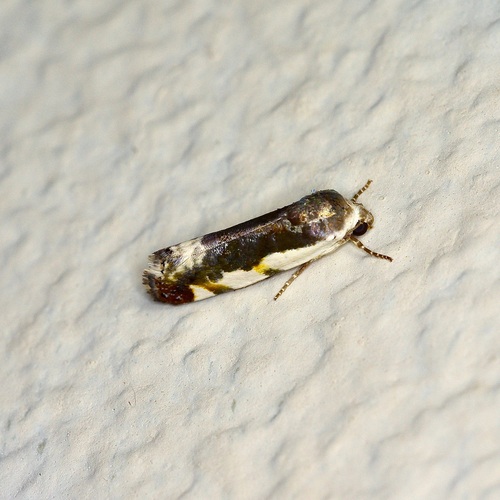 Tarache lanceolata photo 3