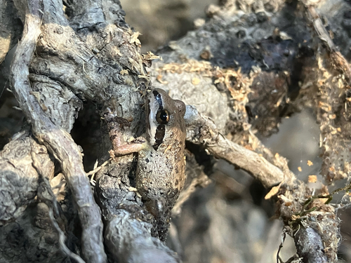iNaturalist observation photo of Pacific chorus frog