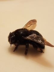 Xylocopa tabaniformis androleuca
