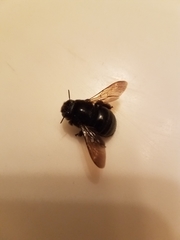 Xylocopa tabaniformis androleuca