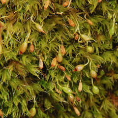 Grimmia orbicularis