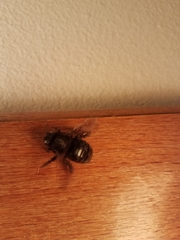 Xylocopa tabaniformis androleuca