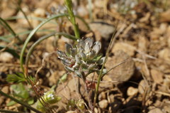 Alyssum umbellatum