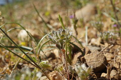 Alyssum umbellatum