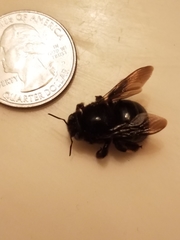 Xylocopa tabaniformis androleuca