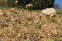 Valerianella pumila