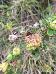 Gnorimoschema baccharisella