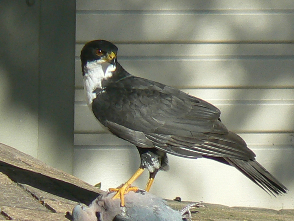 Black Goshawk photo