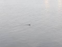 Podiceps auritus