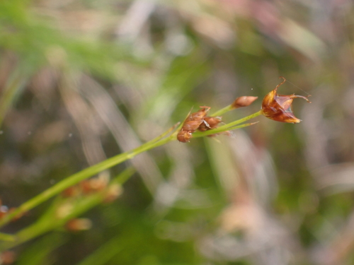 Rhynchospora, 2026-07-13