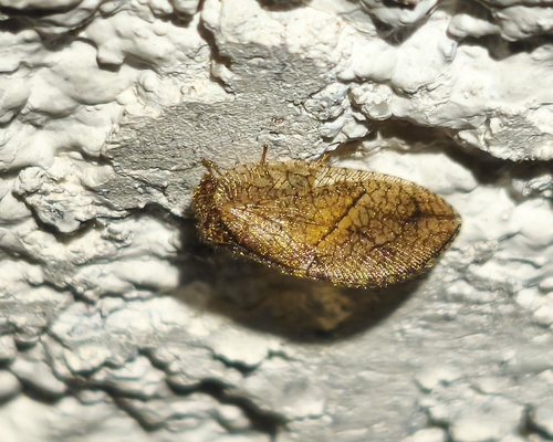 Crisopa parda