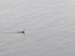 Podiceps auritus