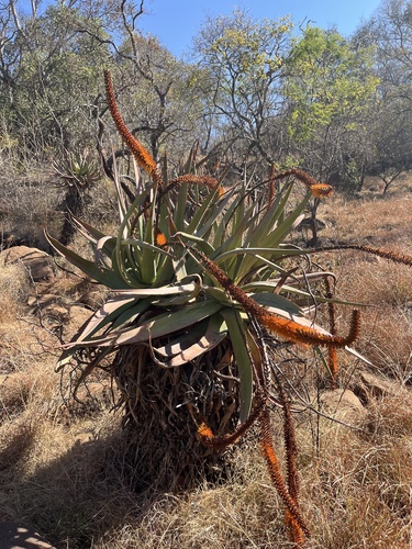 Aloe castanea, photograph 1