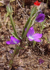 Legousia