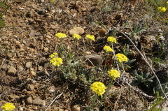 Alyssum trichostachyum