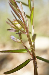 Vicia loiseleurii
